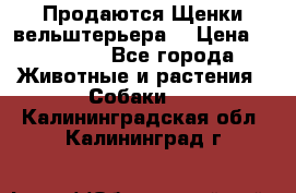 Продаются Щенки вельштерьера  › Цена ­ 27 000 - Все города Животные и растения » Собаки   . Калининградская обл.,Калининград г.